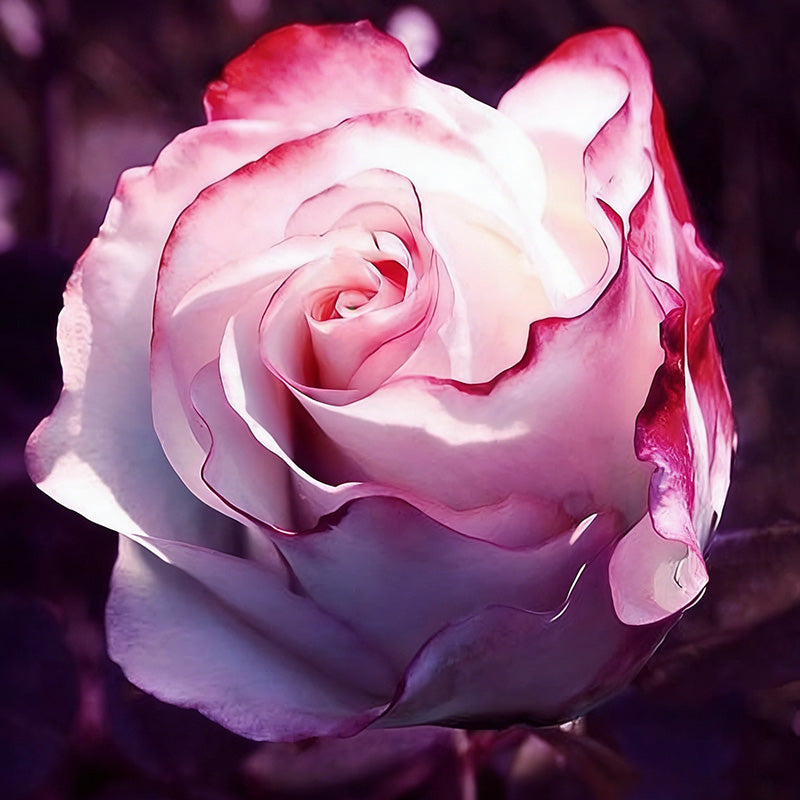 Rose flower Seeds | 500pcs Per Bag