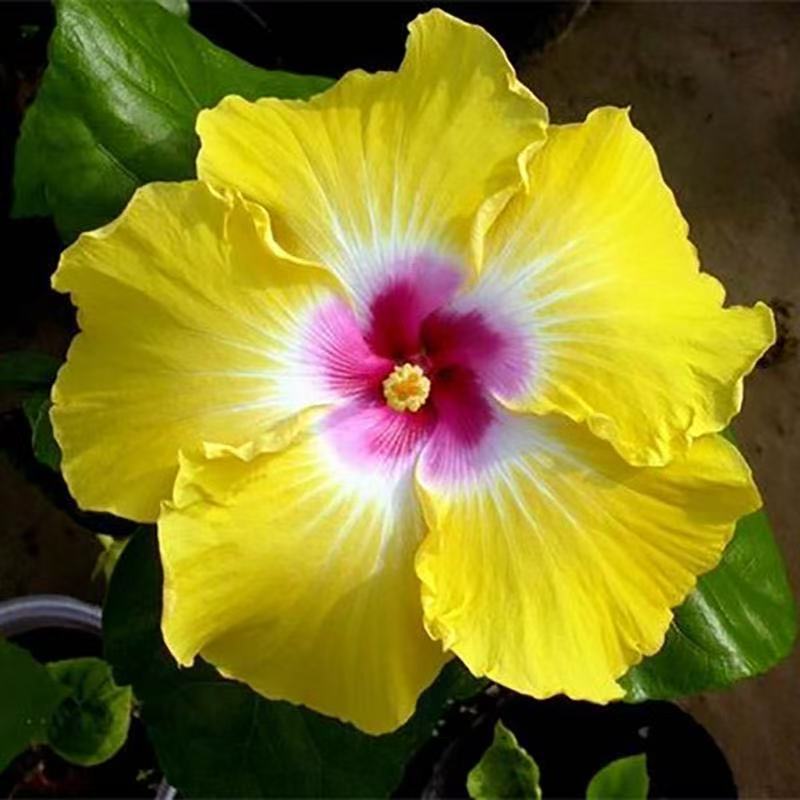 Furong seeds | 100 Pcs per Pack