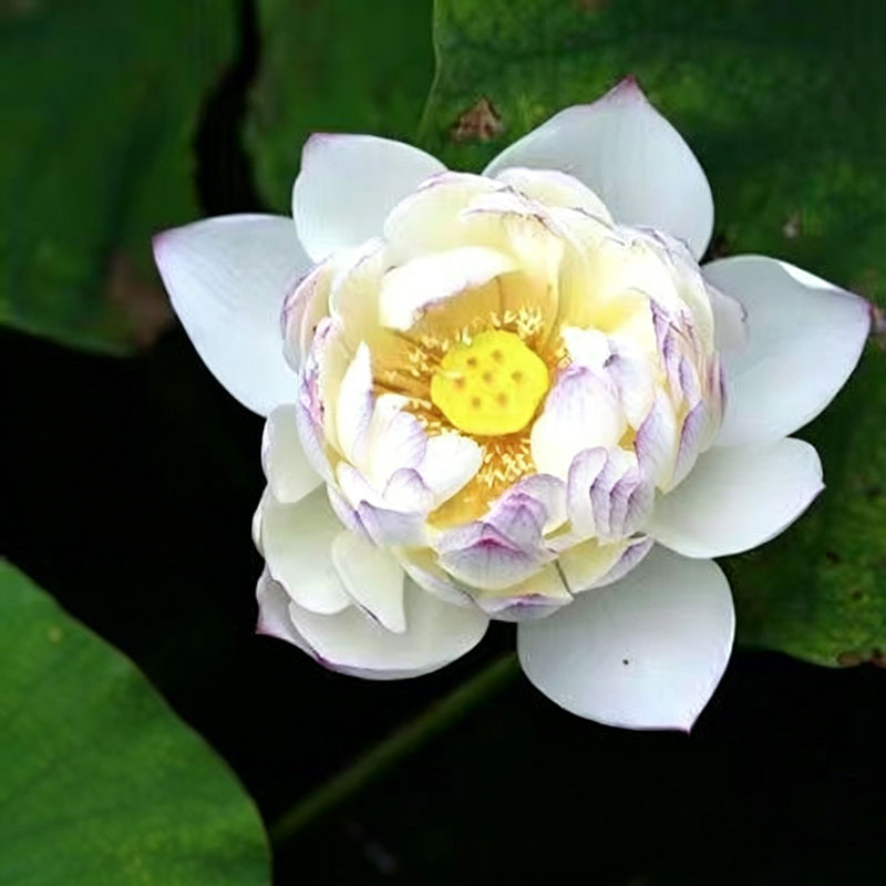 Bowl lotus | Miniature lotus Seed |50pcs Per bag