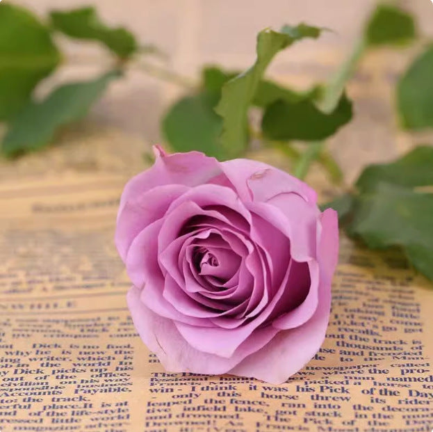 Rose flower seeds | 200 Pcs per Pack