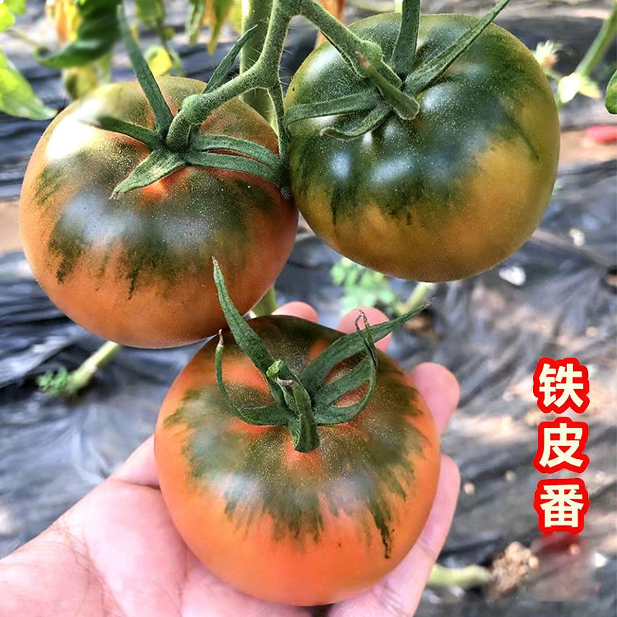 Tomato seeds | 50-200 Pcs per Pack