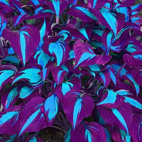 Colored hosta seeds | 1000 Pcs per Pack