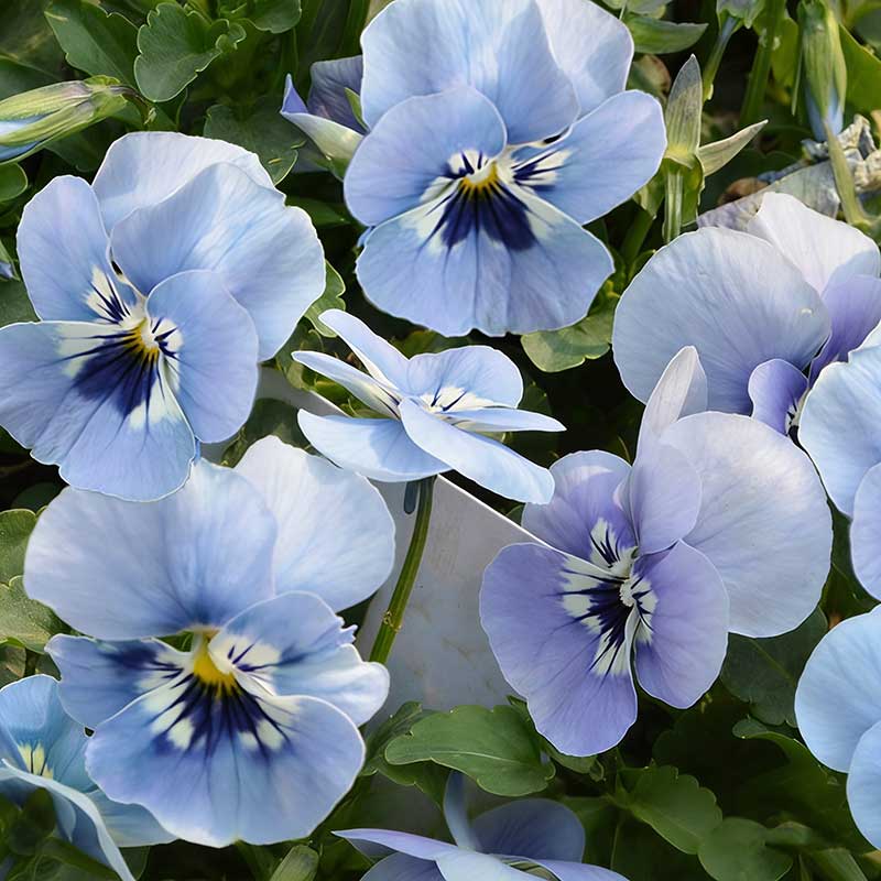 Pansy seeds | 1000pcs Per Bag