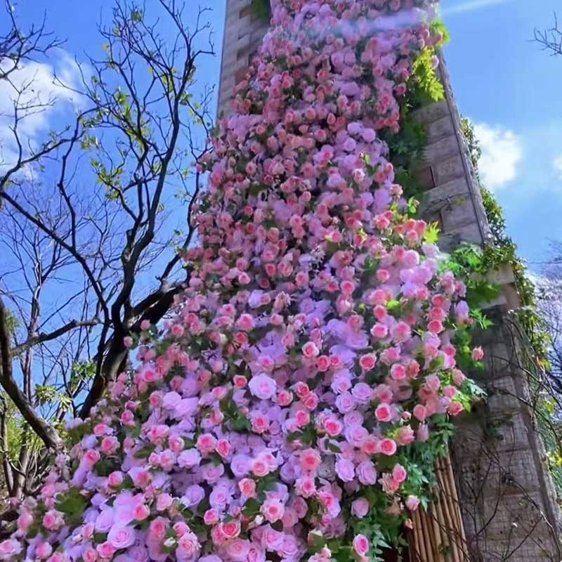 Climbing Rose Seed | 500 Pcs per Pack