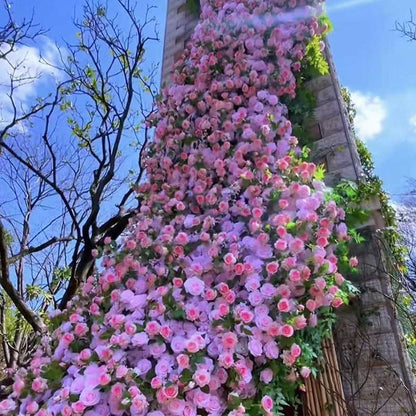 Climbing Rose Seed | 500 Pcs per Pack