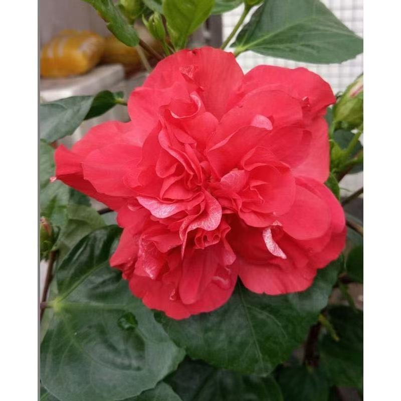 Furong seeds | 100 Pcs per Pack