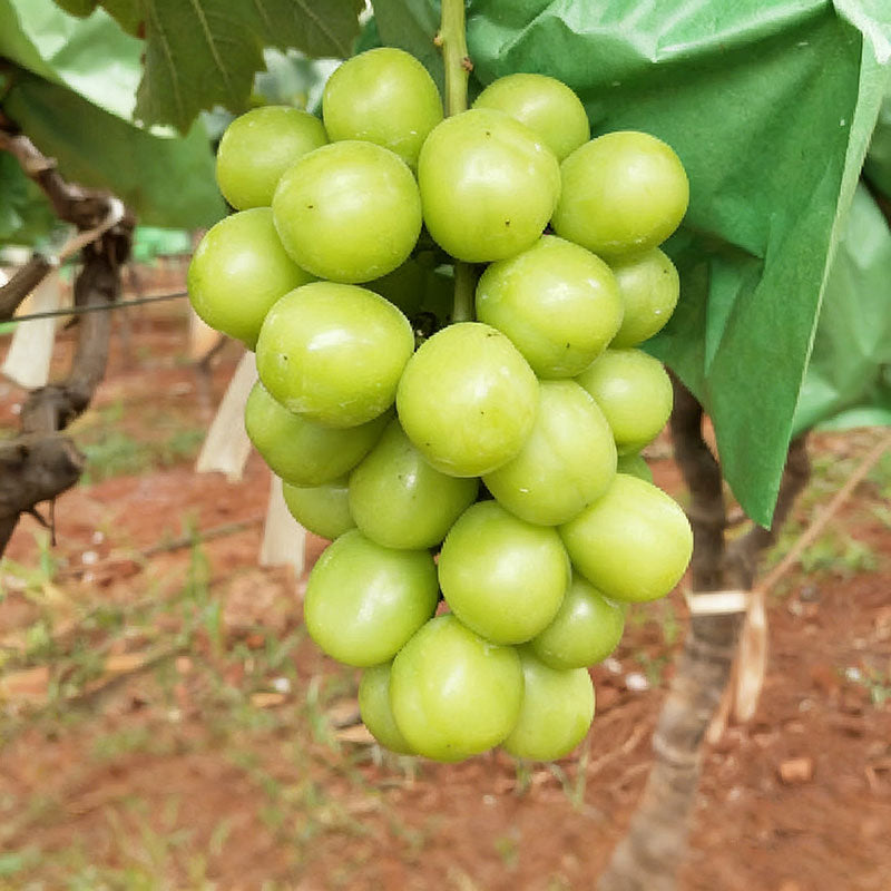 Grape Seeds | 60pcs Per Bag