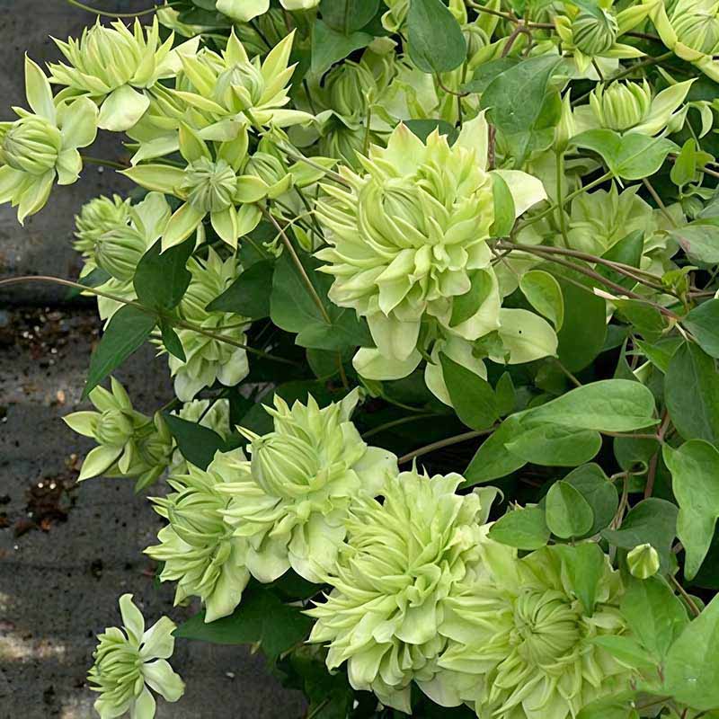 Clematis Flower Vine Seed  | 188pcs Per Bag