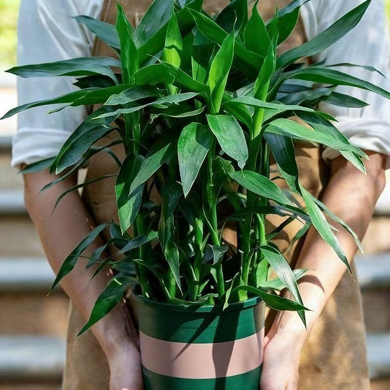 Bamboo seeds | 200pcs Per Bag