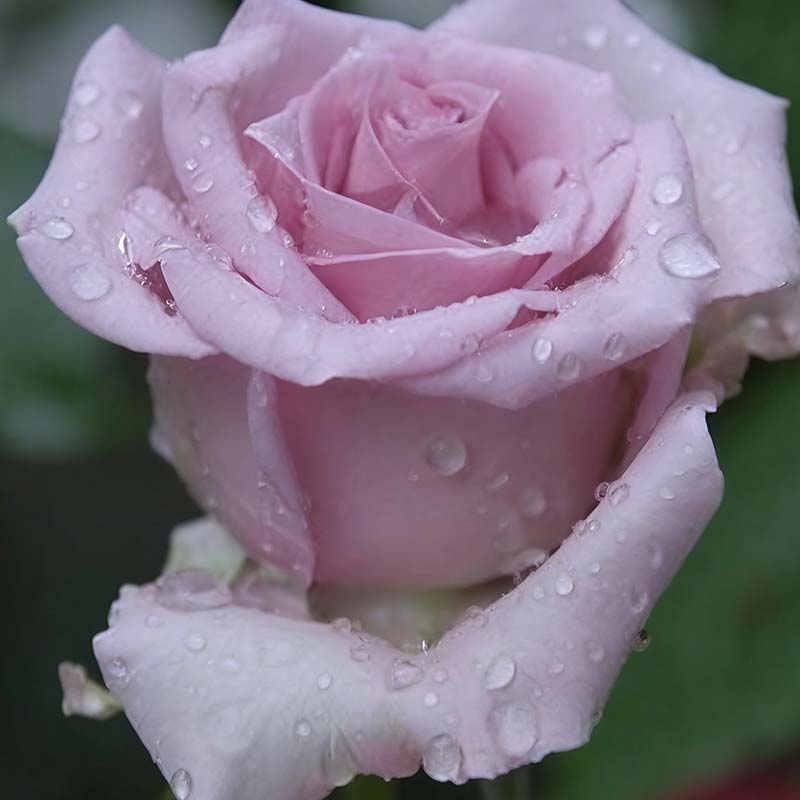 Rose flower Seeds | 500pcs Per Bag