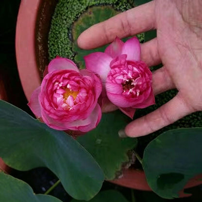 Bowl lotus | Miniature lotus Seed |50pcs Per bag