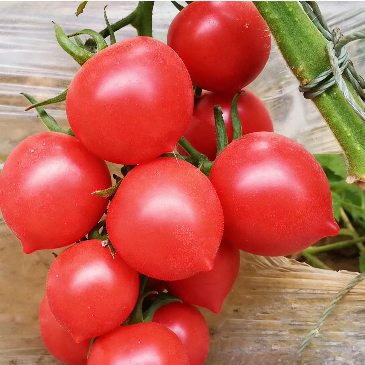 Tomato seeds | 50-200 Pcs per Pack