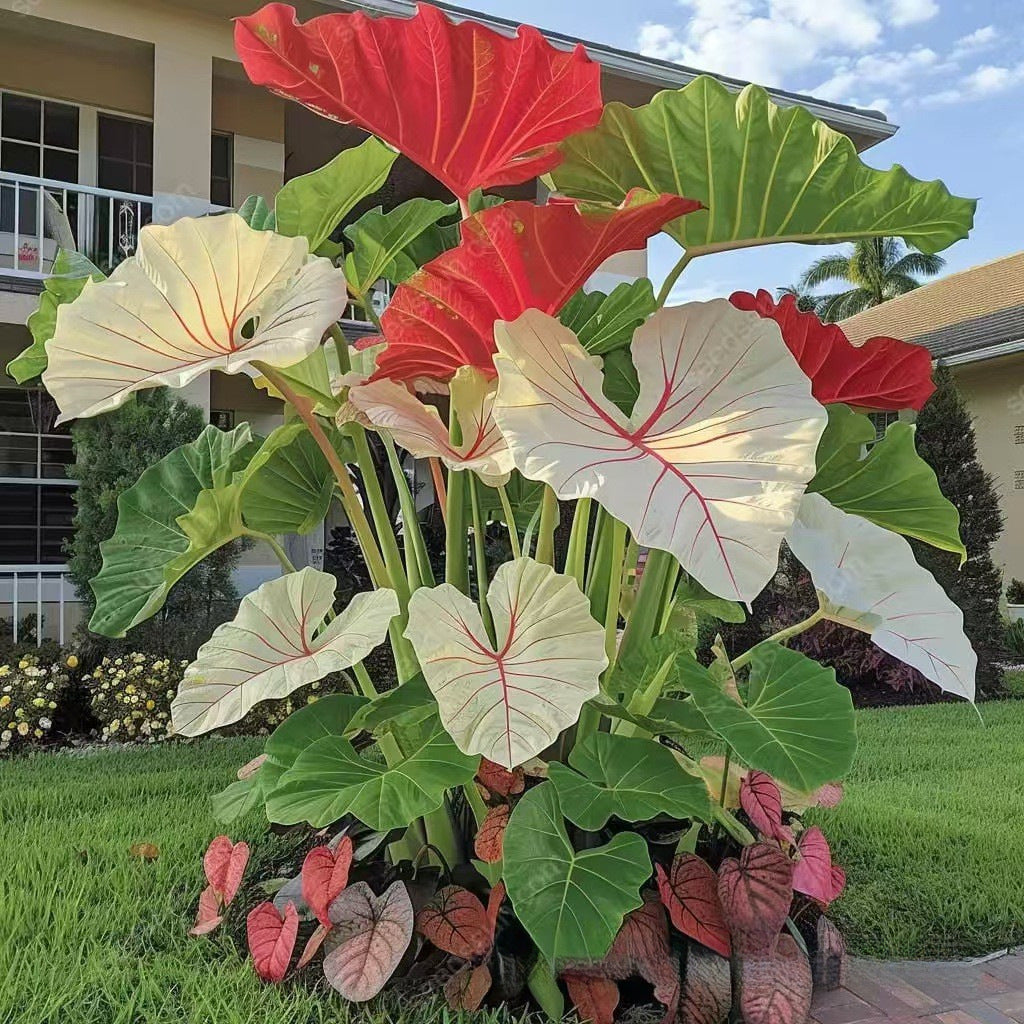 Caladium bicolor seeds | 1000 Pcs per Pack