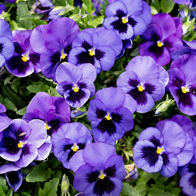 Pansy seeds | 1000pcs Per Bag
