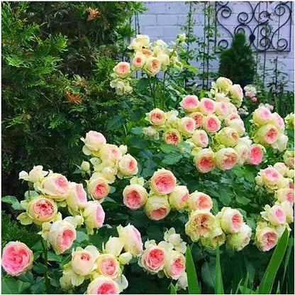Climbing Rose Seed | 500 Pcs per Pack