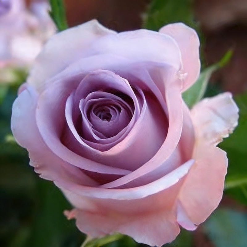 Rose flower Seeds | 500pcs Per Bag
