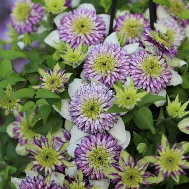 Clematis Flower Vine Seed  | 188pcs Per Bag