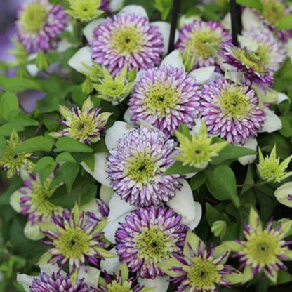 Clematis Flower Vine Seed  | 188pcs Per Bag