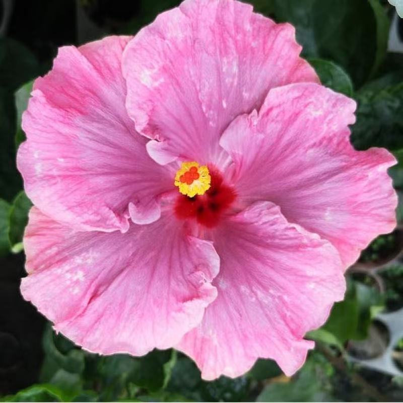 Furong seeds | 100 Pcs per Pack