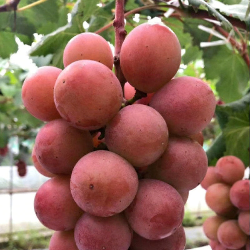 Grape Seeds | 60pcs Per Bag