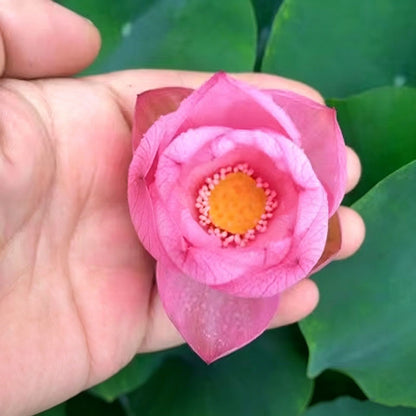 Bowl lotus | Miniature lotus Seed |50pcs Per bag