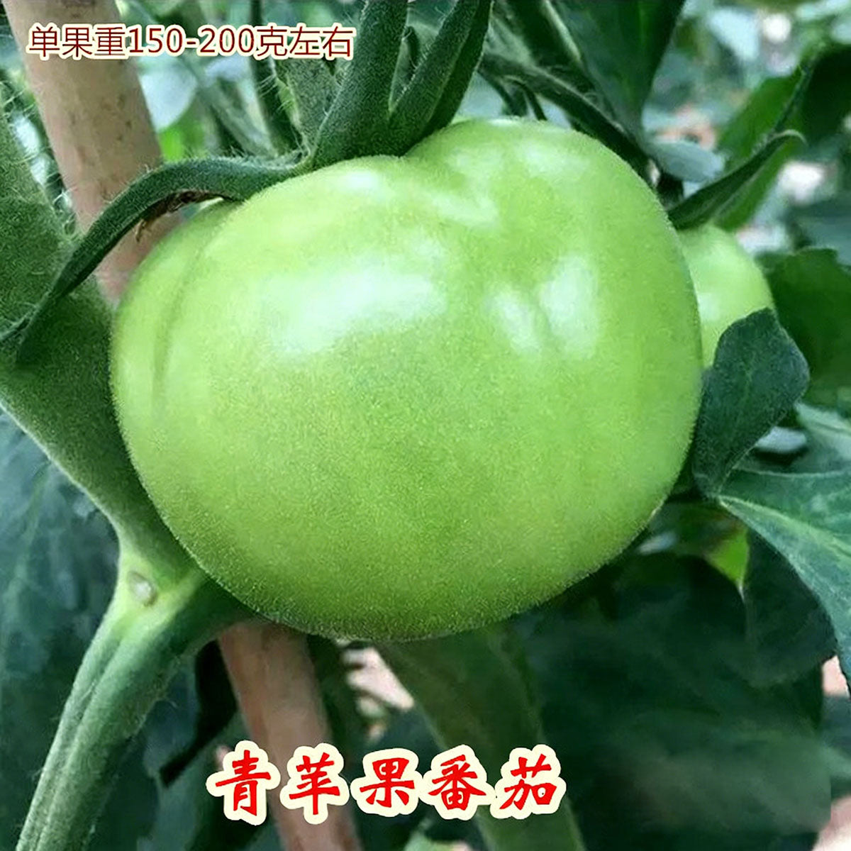 Tomato seeds | 50-200 Pcs per Pack