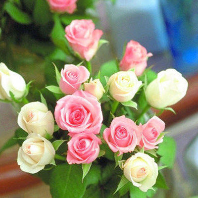Rose flower seeds | 200 Pcs per Pack