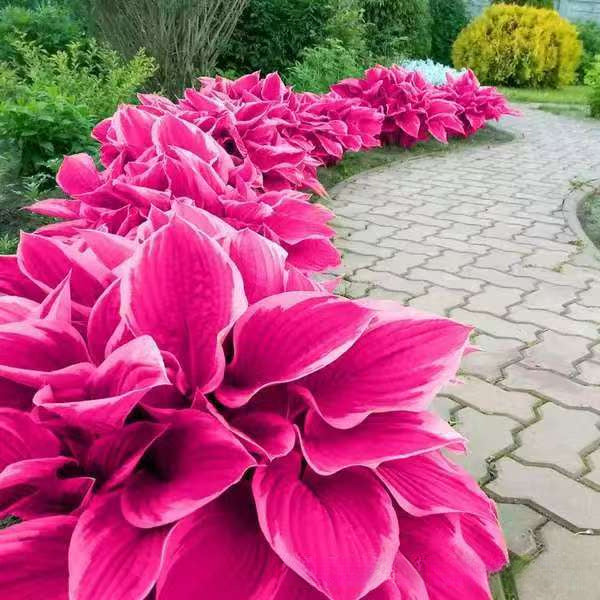 Colored hosta seeds | 1000 Pcs per Pack