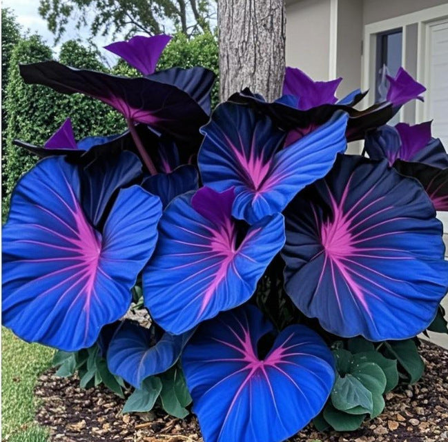 Caladium bicolor seeds | 1000 Pcs per Pack