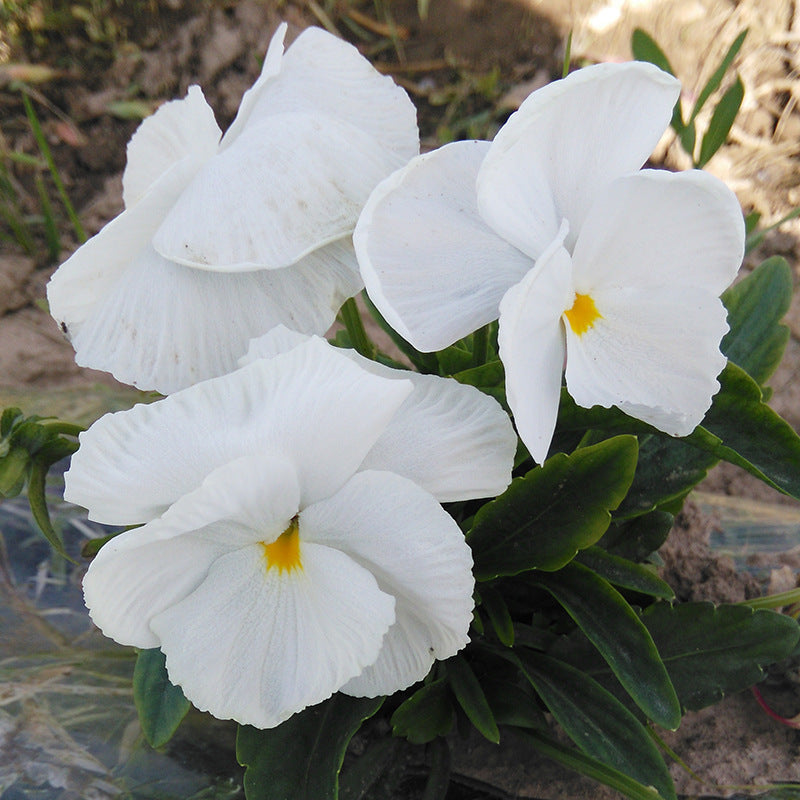Pansy seeds | 1000pcs Per Bag