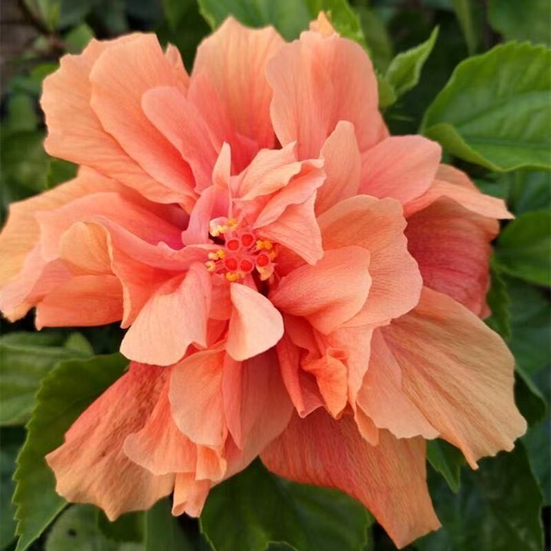 Furong seeds | 100 Pcs per Pack