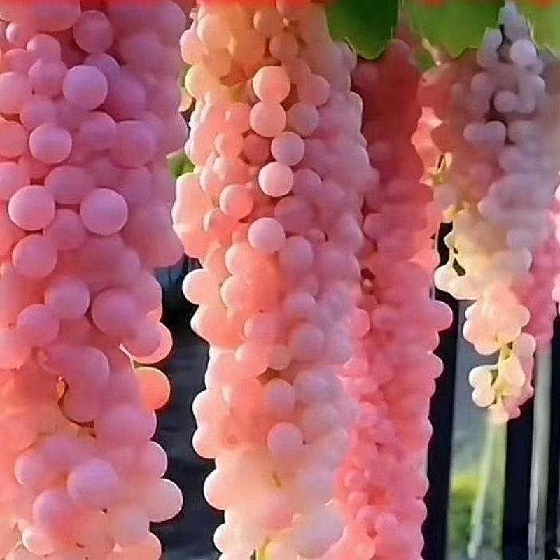 Grape Seeds | 60pcs Per Bag