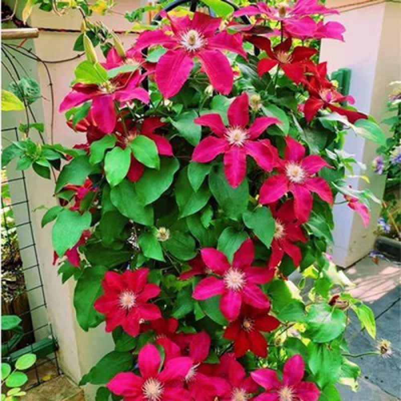 Clematis Flower Vine Seed  | 188pcs Per Bag