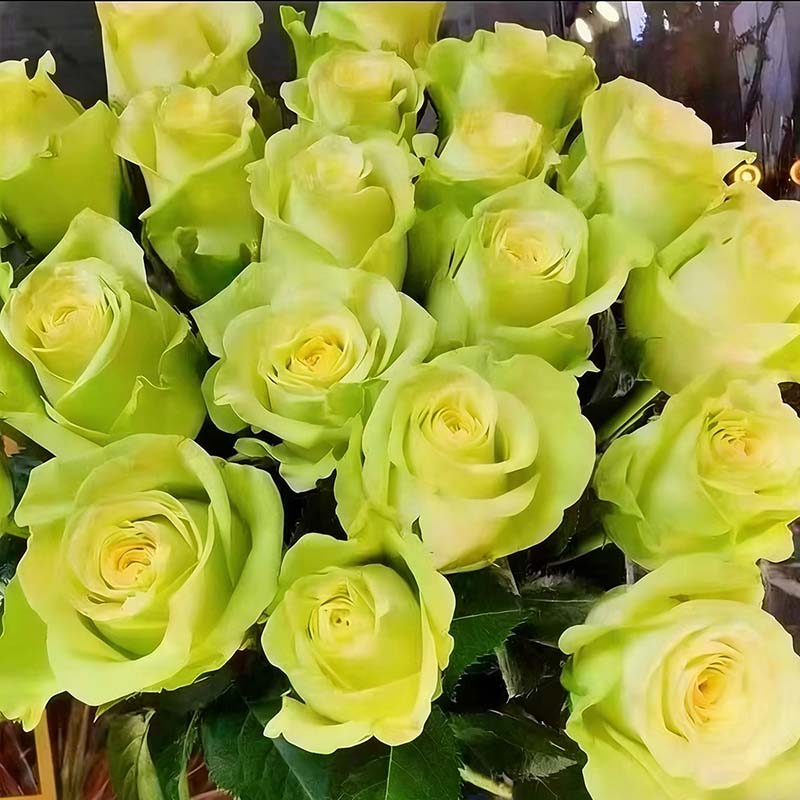 Rose flower Seeds | 500pcs Per Bag