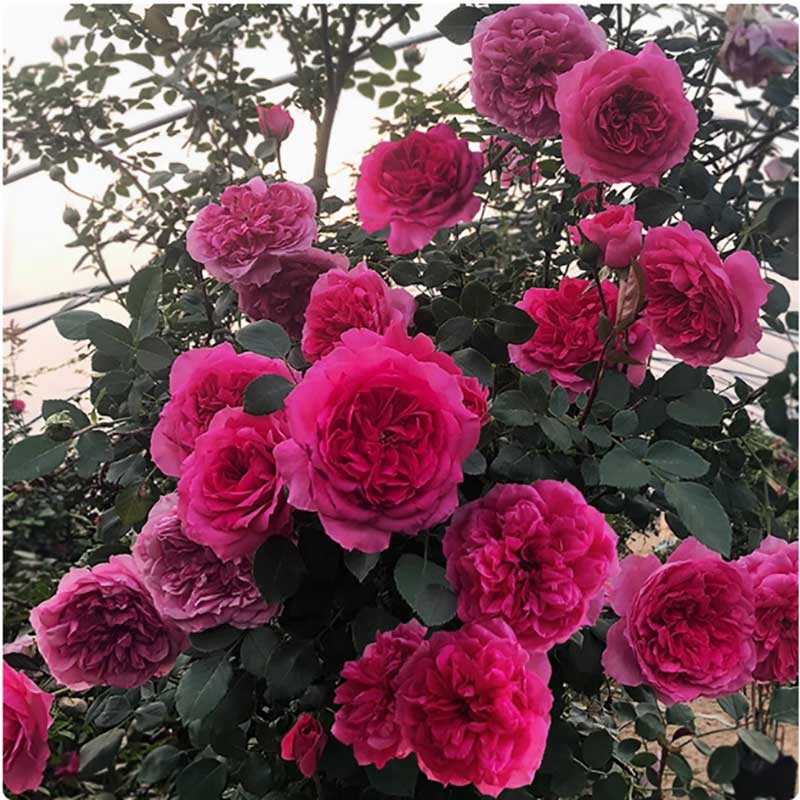 Climbing Rose Seed | 500 Pcs per Pack
