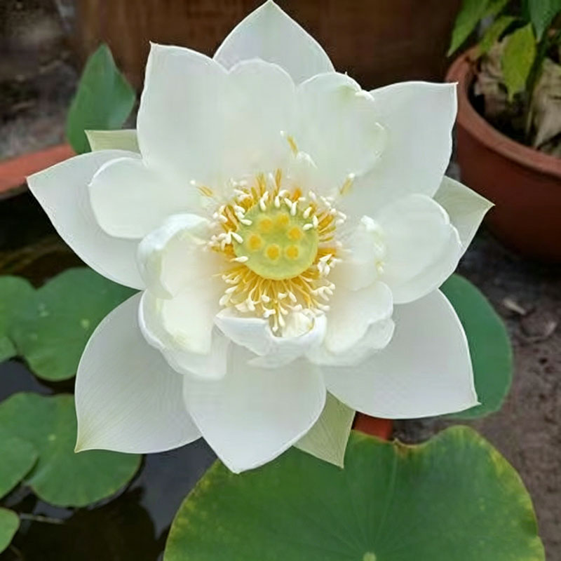 Bowl lotus | Miniature lotus Seed |50pcs Per bag