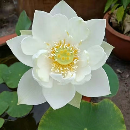 Bowl lotus | Miniature lotus Seed |50pcs Per bag