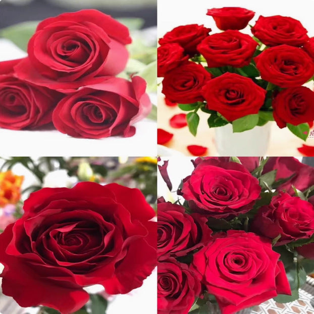 Rose flower seeds | 200 Pcs per Pack