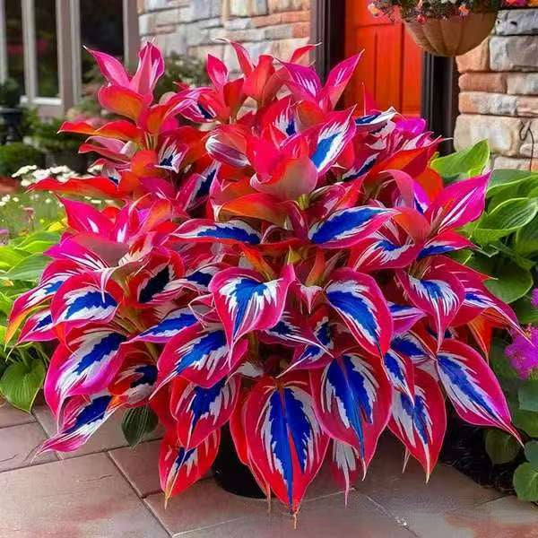 Colored hosta seeds | 1000 Pcs per Pack