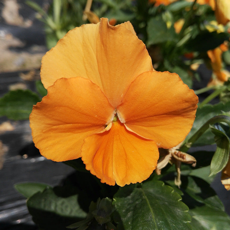 Pansy seeds | 1000pcs Per Bag
