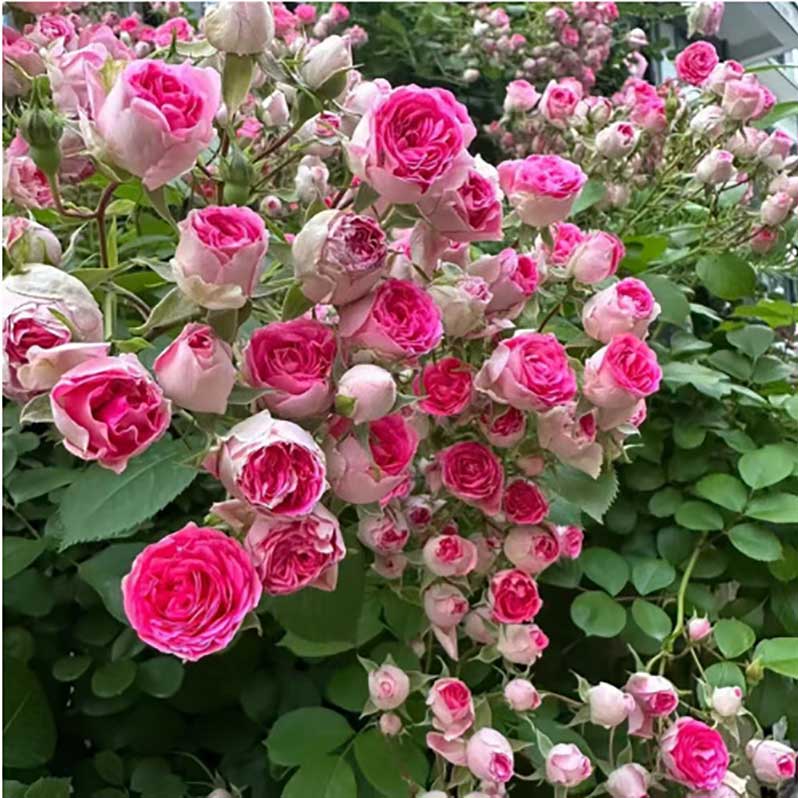 Climbing Rose Seed | 500 Pcs per Pack