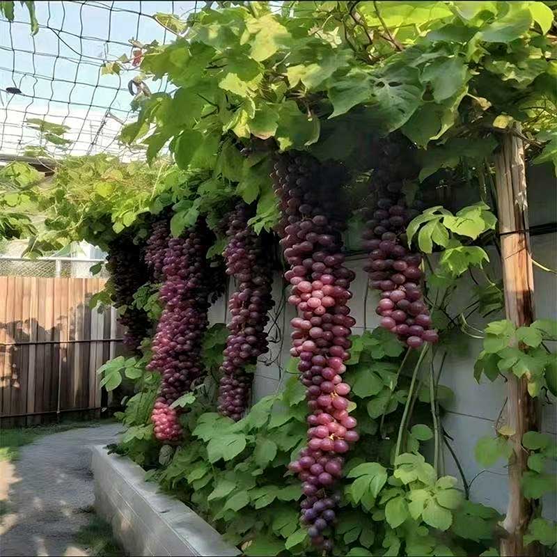 Grape Seeds | 60pcs Per Bag