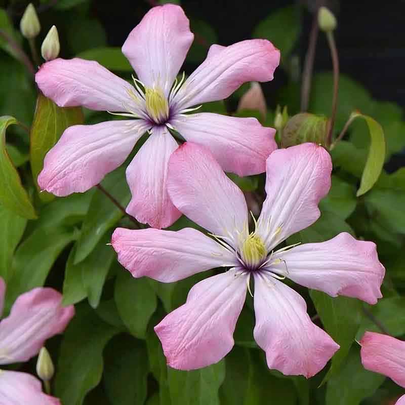 Clematis Flower Vine Seed  | 188pcs Per Bag