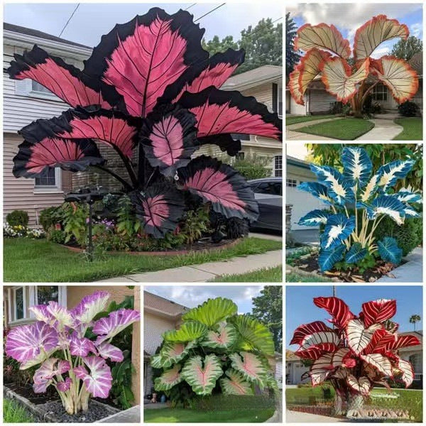 Caladium bicolor seeds | 1000 Pcs per Pack
