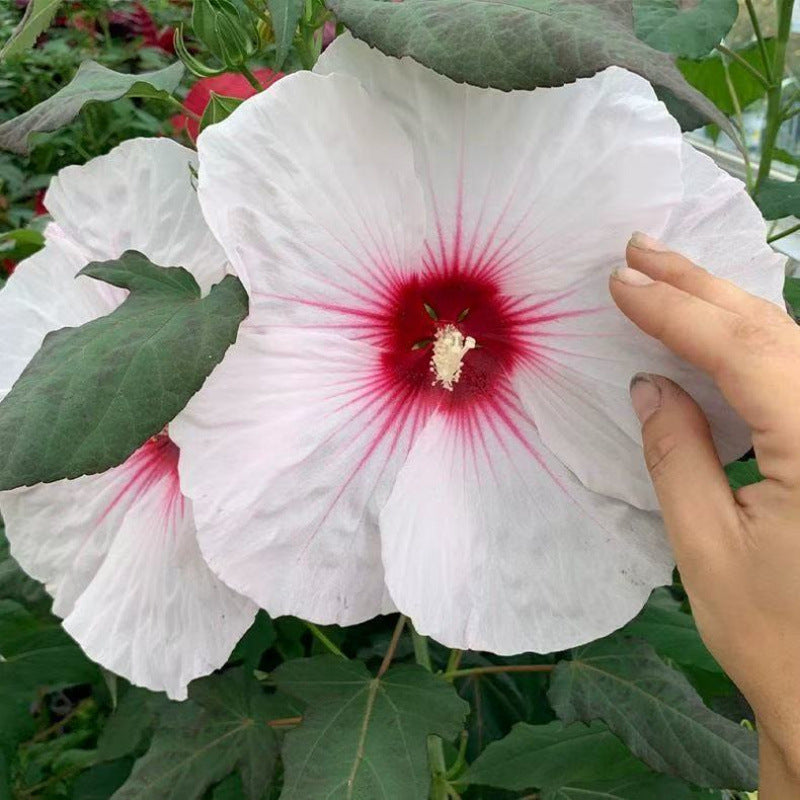 Furong seeds | 100 Pcs per Pack