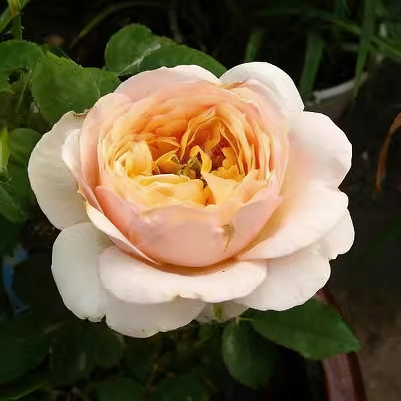 Rose flower Seeds | 500pcs Per Bag
