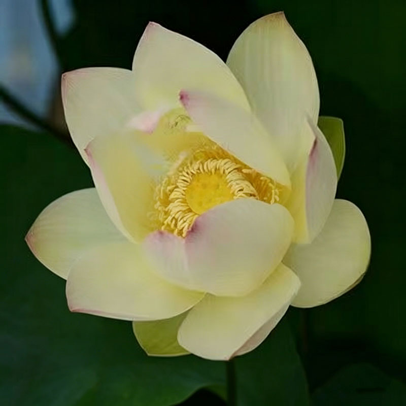 Bowl lotus | Miniature lotus Seed |50pcs Per bag