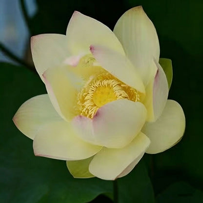 Bowl lotus | Miniature lotus Seed |50pcs Per bag