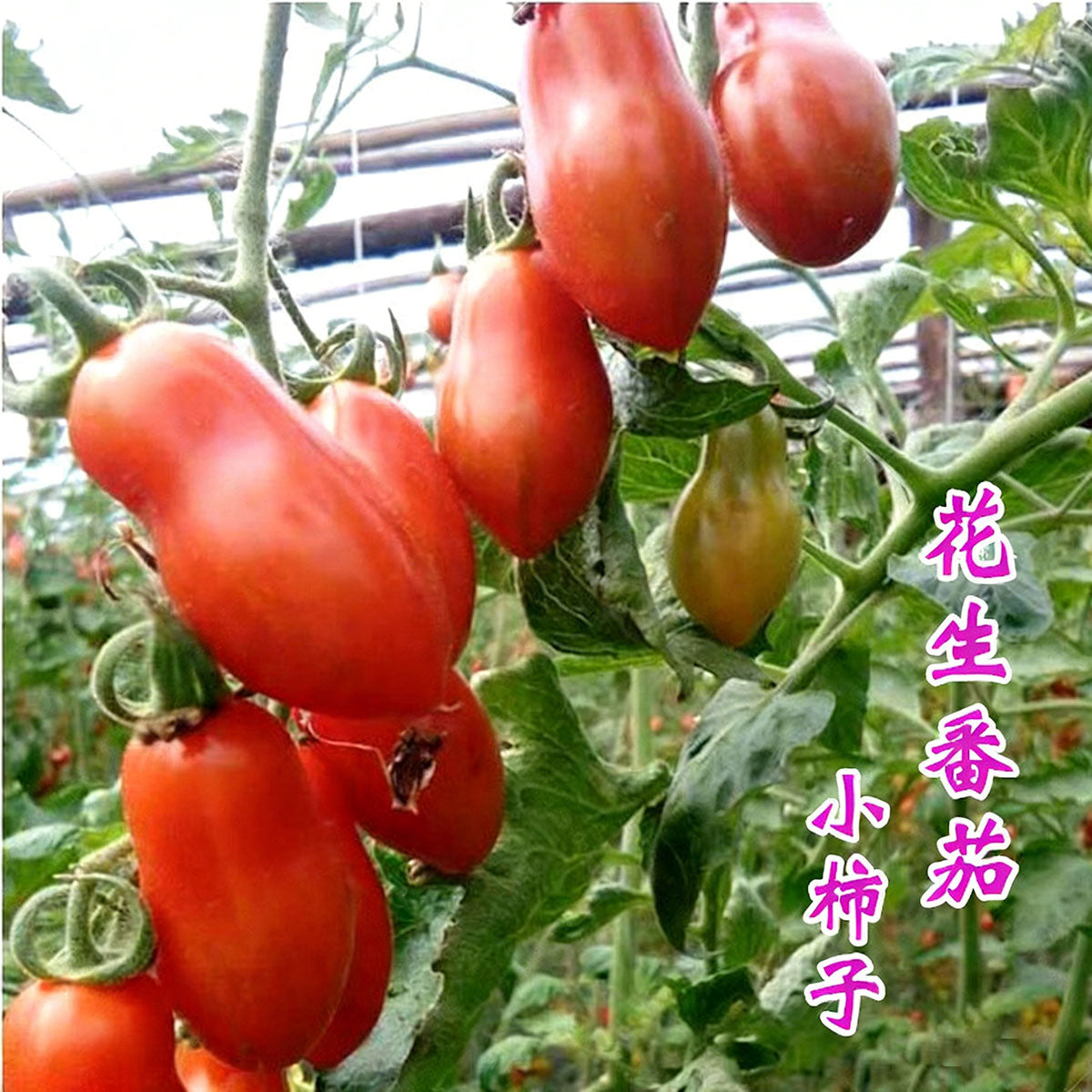 Tomato seeds | 50-200 Pcs per Pack