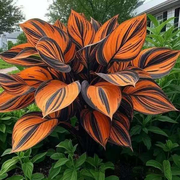 Colored hosta seeds | 1000 Pcs per Pack